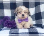 Small Photo #3 Shorkie Tzu Puppy For Sale in LAKELAND, FL, USA