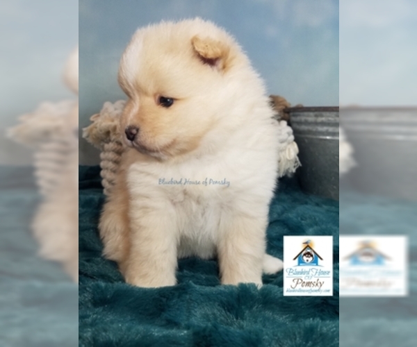 Medium Photo #3 Pomsky Puppy For Sale in RAMSEY, MN, USA