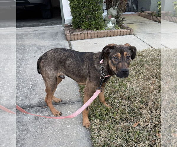Medium Photo #4 Beagle-Unknown Mix Puppy For Sale in Valrico, FL, USA