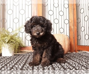 Medium Poodle (Miniature)