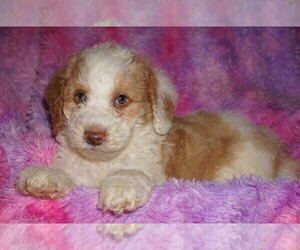 Miniature Labradoodle Puppy for sale in LA HABRA, CA, USA