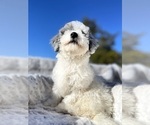 Small #4 Aussiedoodle Miniature 