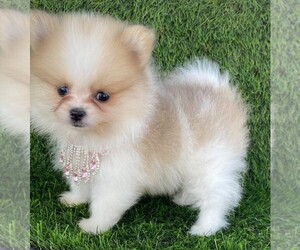 Medium Pomeranian