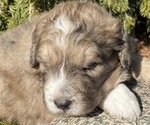 Puppy 2 Great Pyrenees-Poodle (Miniature) Mix