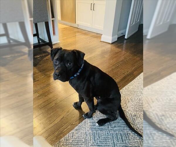 Medium Photo #3 American Pit Bull Terrier Puppy For Sale in Derwood, MD, USA