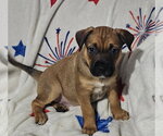 Nelson - Male Labrador Retriever-Unknown Mix Dog for Adoption - Small photo