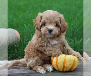 Cavachon-Poodle (Toy) Mix Puppy for sale in LEOLA, PA, USA