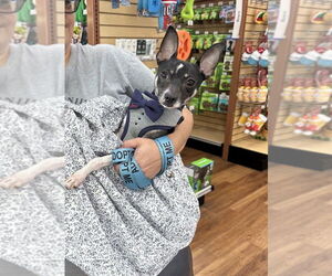 Rat Terrier Dogs for adoption in oakland, FL, USA