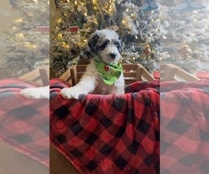 Aussie-Poo-Aussiedoodle Mix Puppy for sale in CALHOUN FALLS, SC, USA