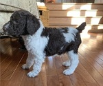 Small Photo #10 Poodle (Standard) Puppy For Sale in PRIOR LAKE, MN, USA