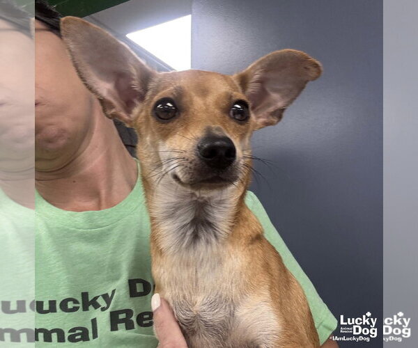 Medium Photo #1 Chihuahua-Unknown Mix Puppy For Sale in Washington, DC, USA