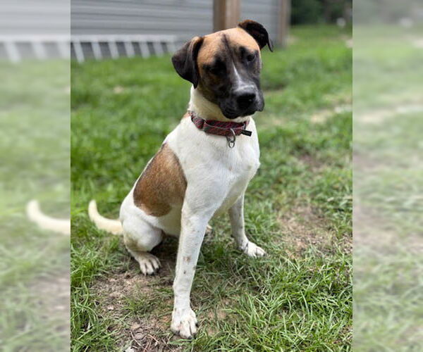 Medium Photo #2 Pointer-Unknown Mix Puppy For Sale in Newfoundland, PA, USA