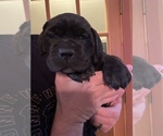 Small Photo #2 Cane Corso Puppy For Sale in SOULSBYVILLE, CA, USA