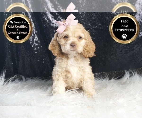 Medium Photo #28 Cocker Spaniel Puppy For Sale in WARSAW, IN, USA