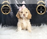 Small Photo #28 Cocker Spaniel Puppy For Sale in WARSAW, IN, USA