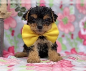 YorkiePoo Puppy for sale in LANCASTER, PA, USA