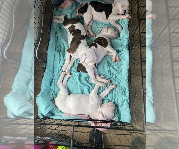 Medium Photo #2 Boxer Puppy For Sale in JEFFERSON, OH, USA