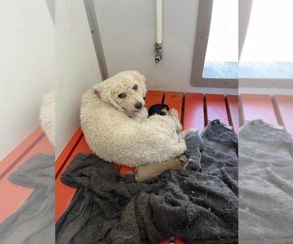 Medium Photo #1 Yo-Chon Puppy For Sale in MOUNT PLEASANT, MI, USA