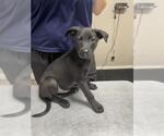 Small Labrador Retriever Mix