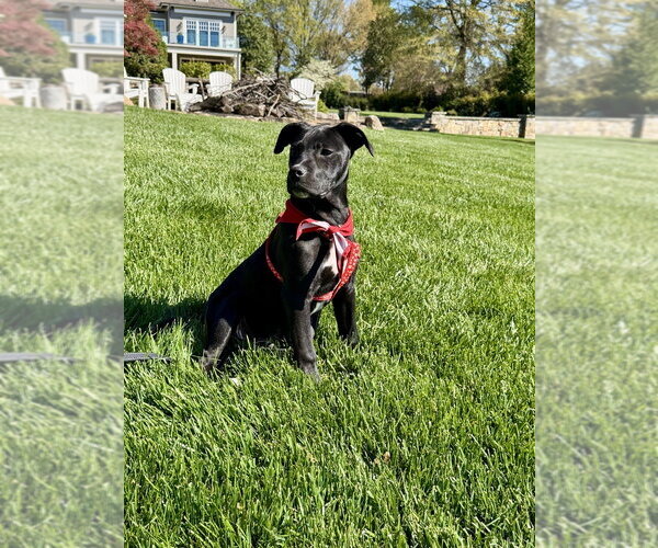 Medium Photo #13 Mutt Puppy For Sale in Mooresville, NC, USA