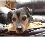 Small #3 Mutt