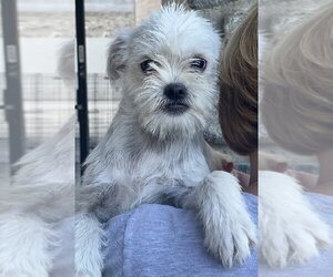Pug-Unknown Mix Dogs for adoption in Dana Point, CA, USA