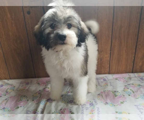 Medium Photo #5 Bernedoodle (Miniature) Puppy For Sale in COLORADO SPRINGS, CO, USA