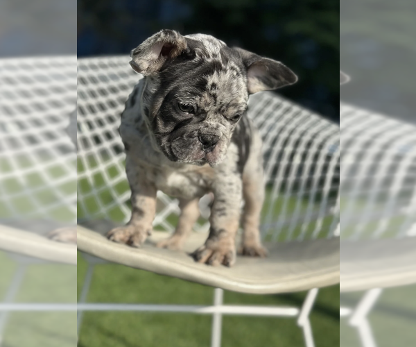 Medium Photo #2 French Bulldog Puppy For Sale in MURFREESBORO, TN, USA