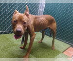 Small American Pit Bull Terrier Mix