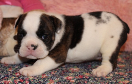 Medium Photo #2 English Bulldog Puppy For Sale in LAKEWOOD VILLAGE, TX, USA