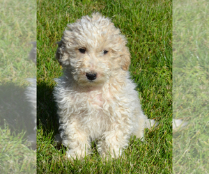 Poodle (Standard) Puppy for sale in SHIPPENSBURG, PA, USA