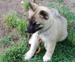 Puppy Amy Akita-Siberian Husky Mix