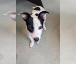 Small Chihuahua Mix