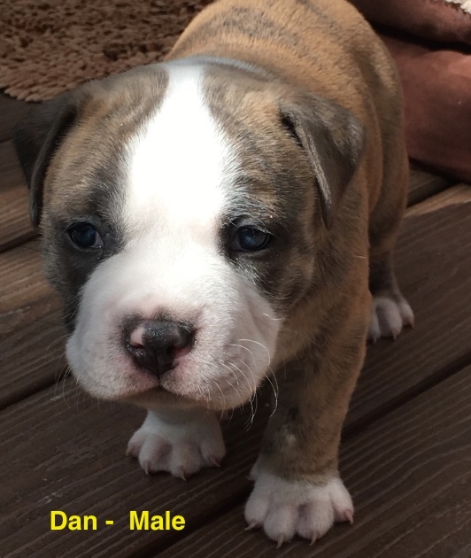 Medium Photo #1 American Pit Bull Terrier Puppy For Sale in WILLIAMS, AZ, USA