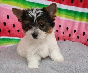 Biewer Terrier Puppy for sale in SARASOTA, FL, USA