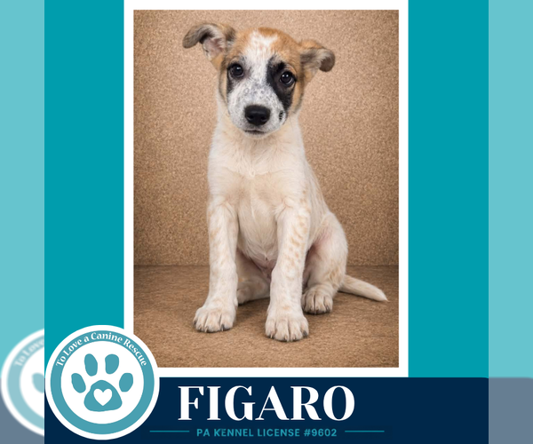 Medium Photo #2 Mutt Puppy For Sale in Kimberton, PA, USA