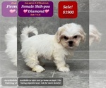 Small Shih-Poo