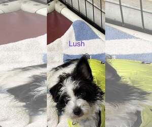 Chi-Poo (Miniature) Dogs for adoption in Mukwonago, WI, USA