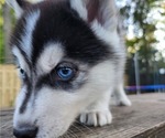 Small Photo #9 Siberian Husky Puppy For Sale in ALPENA, MI, USA