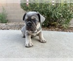 Puppy Meringue French Bulldog