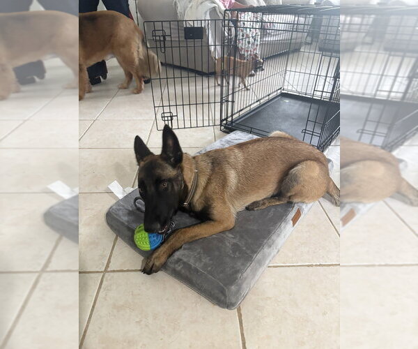 Medium Photo #4 Mutt Puppy For Sale in Imlay City, MI, USA