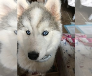 Father of the Siberian Husky puppies born on 12/16/2020