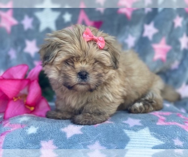 Medium Photo #10 Shorkie Tzu Puppy For Sale in LAKELAND, FL, USA