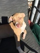 Small Photo #1 American Bully Puppy For Sale in ABERDEEN, NC, USA
