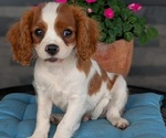 Small Photo #50 Cavalier King Charles Spaniel Puppy For Sale in GOSHEN, IN, USA