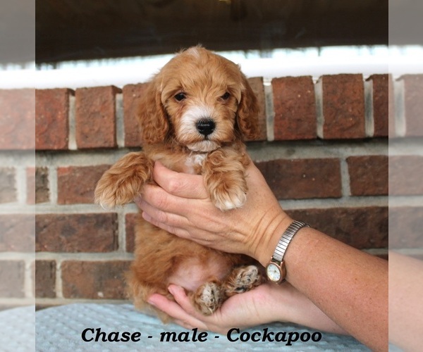 Medium Photo #2 Cockapoo (Miniature) Puppy For Sale in CLARKRANGE, TN, USA