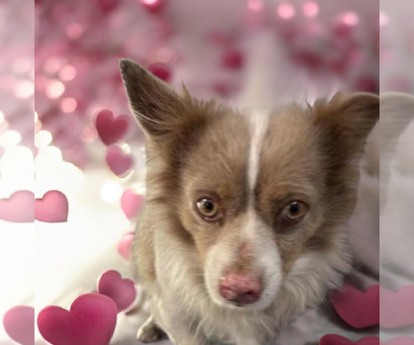 Medium Photo #1 Chihuahua-Unknown Mix Puppy For Sale in Vail, AZ, USA