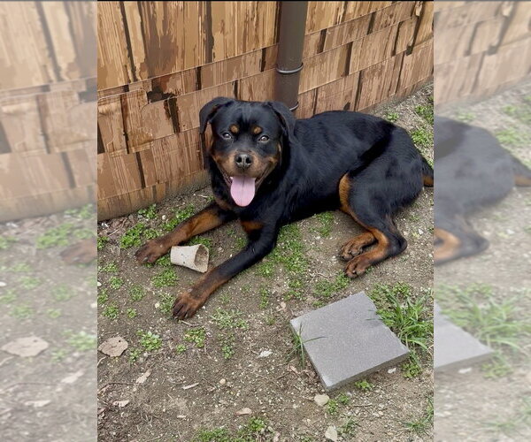 Medium Photo #11 Rottweiler Puppy For Sale in Brewster, NY, USA
