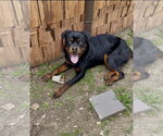 Small #10 Rottweiler