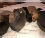 Small Photo #17 American Pit Bull Terrier-Doberman Pinscher Mix Puppy For Sale in HAYESVILLE, NC, USA